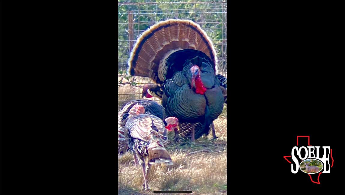 5597-Kinney-Bracketville-97